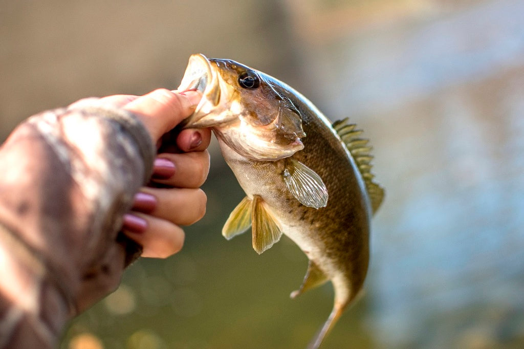 Smallmouth Bass Fishing for Everyone: How to Catch the Hardest