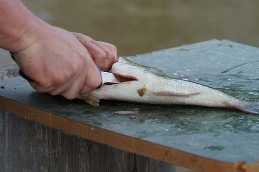 How do I clean a fish? - Fish Cleaning 101 - WindRider Blog
