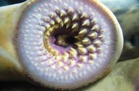 Know Your Aquatic Invasive Species - WindRider Blog