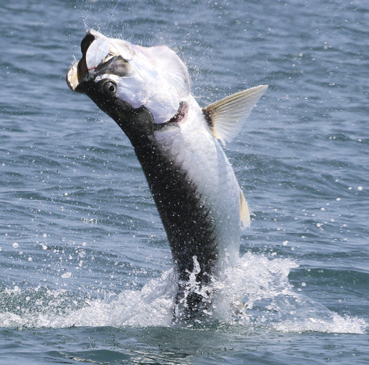 The Silver King: Tips for Tarpon Fishing - WindRider Blog