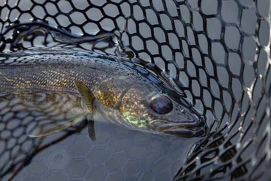 Walleye Secrets - WindRider Blog